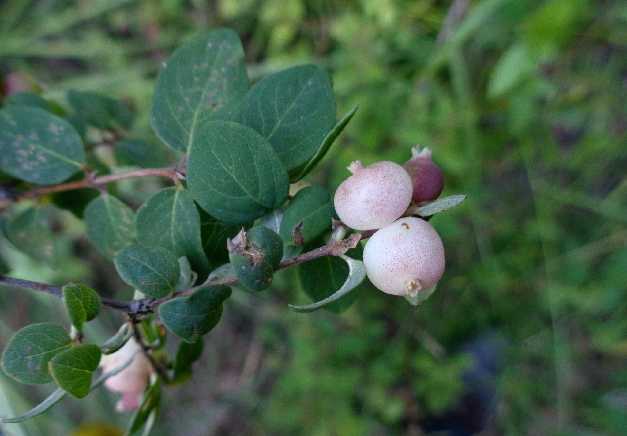 Symphoricarpos microphyllus